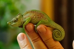 strange-nosed chameleon (Kinyongia xenorhina)