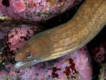 Seychelles moray (Anarchias seychellensis)