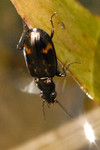 Notaphus varius