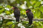 dusky broadbill (Corydon sumatranus)