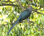 chestnut-bellied malkoha (Phaenicophaeus sumatranus)