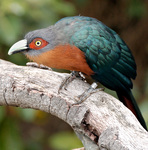 chestnut-breasted malkoha (Phaenicophaeus curvirostris)