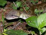 Malagasy tree boa (Sanzinia madagascariensis)