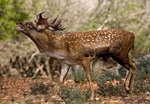 Persian fallow deer (Dama dama mesopotamica)