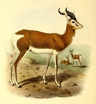 Nanger dama mhorr (mhorr gazelle)
