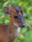 Indian muntjac (Muntiacus muntjak)