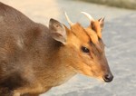 hairy-fronted muntjac, black muntjac (Muntiacus crinifrons)