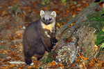 European pine marten (Martes martes)