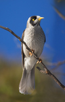 Noisy miner (Manorina melanocephala)