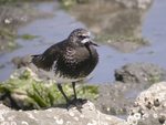 Black turnstone (Arenaria melanocephala)