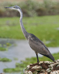 Black-headed heron (Ardea melanocephala)