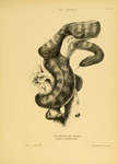 black-headed snake (Tantilla melanocephala)
