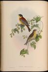 black-headed bunting (Emberiza melanocephala)