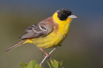 black-headed bunting (Emberiza melanocephala)