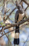 White-bellied go-away-bird (Corythaixoides leucogaster)