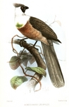 Bare-faced go-away-bird (Corythaixoides personatus)