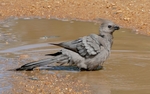 Grey go-away-bird (Corythaixoides concolor)