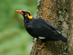 Southern hill myna (Gracula indica)