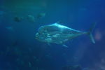 Indian threadfish (Alectis indica)