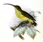 long-billed spiderhunter (Arachnothera robusta)