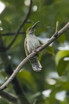 streaky-breasted spiderhunter (Arachnothera affinis)