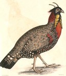 western tragopan (Tragopan melanocephalus)