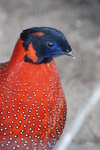 crimson horned pheasant, satyr tragopan (Tragopan satyra)