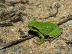 Sardinian tree frog, Tyrrhenian tree frog (Hyla sarda)