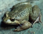 Corsican painted frog (Discoglossus montalentii)