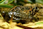 Hula painted frog (Latonia nigriventer)