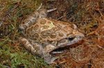 Mediterranean painted frog (Discoglossus pictus)