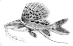 Sailfin pim catfish (Leiarius pictus)