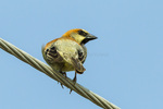 plain-backed sparrow, olive-backed sparrow, pegu sparrow (Passer flaveolus)