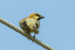 plain-backed sparrow, olive-backed sparrow, pegu sparrow (Passer flaveolus)