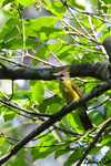 white-throated bulbul (Alophoixus flaveolus)