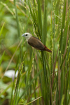 pale-headed munia (Lonchura pallida)