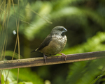 Madagascan mannikin (Lonchura nana)