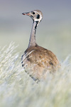 Rüppell's korhaan, Rüppell's bustard (Eupodotis rueppellii)