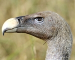 Rüppell's vulture, Rüppell's griffon vulture (Gyps rueppelli)