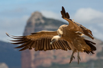 Eurasian griffon vulture (Gyps fulvus)