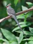 Blue-naped mousebird (Urocolius macrourus), formerly blue-naped coly (Colius macrourus)