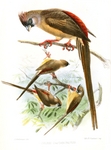 Red-backed mousebird (Colius castanotus)