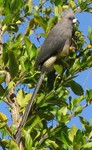 White-backed mousebird (Colius colius)