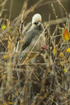 White-headed mousebird (Colius leucocephalus)