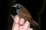 white-necked babbler (Stachyris leucotis)