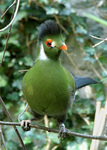 white-cheeked turaco (Tauraco leucotis)