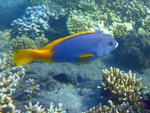 blue-and-yellow grouper (Epinephelus flavocaeruleus)
