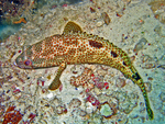foursaddle grouper (Epinephelus spilotoceps)