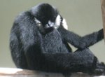 black crested gibbon (Nomascus concolor)