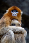 golden snub-nosed monkey (Rhinopithecus roxellana)